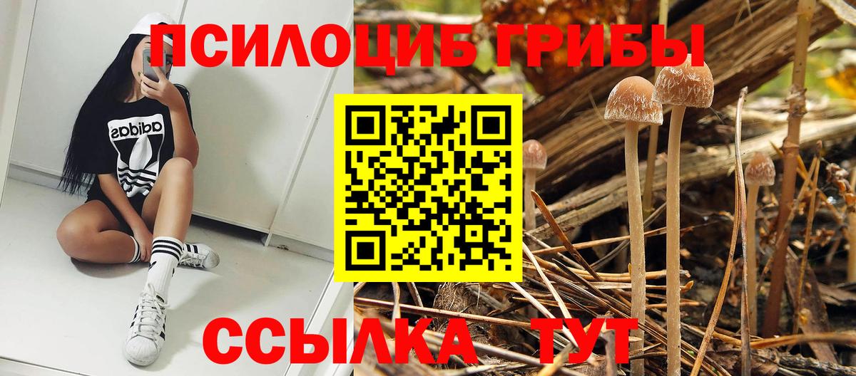 Галлюциногенные грибы Psilocybe Новокубанск