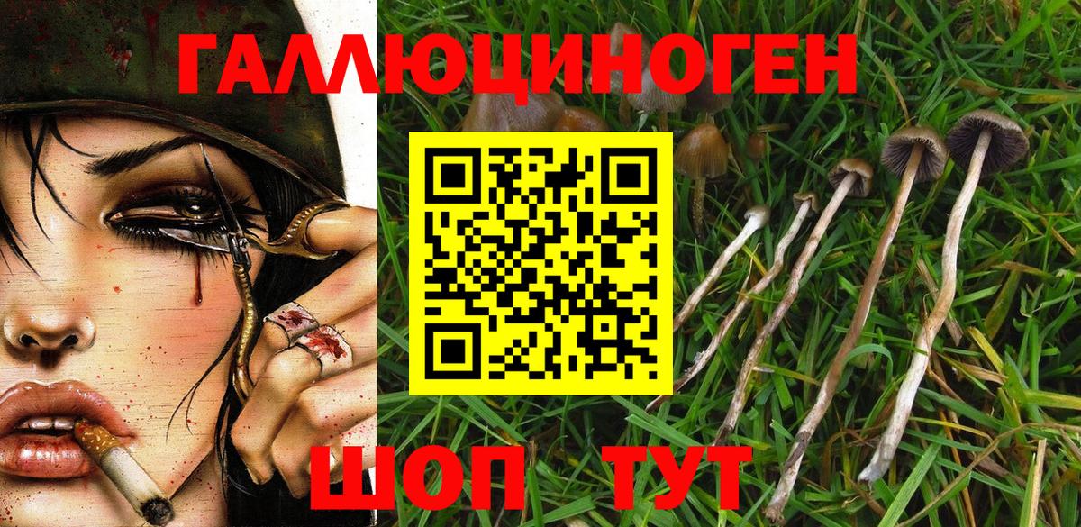 Новокубанск  Псилоцибиновые грибы Psilocybine cubensis  Вход с VPN 
